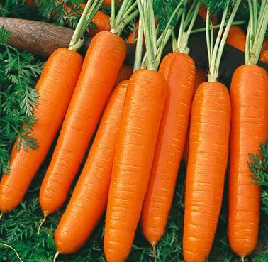 Nantes Carrot seed Daucus carota